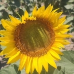 Aydın’da ayçiçeği ekim alanları artıyor 6 Aydın’da ayçiçeği ekim alanları artıyor