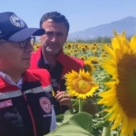 Aydın’da ayçiçeği ekim alanları artıyor 7 Aydın’da ayçiçeği ekim alanları artıyor