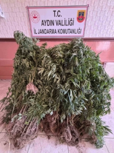Aydın’da uyuşturucu operasyonu: 14 şüpheli yakalandı