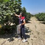 Buharkent’te incirlerde pestisit analizi devam ediyor 6 Buharkent’te incirlerde pestisit analizi devam ediyor