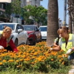 Büyükşehir’den Didim’de peyzaj ve temizlik çalışması 9 Büyükşehi’den Didim’de peyzaj ve temizlik çalışması