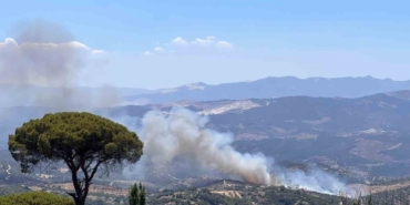 Çine’de zeytinlik alanda yangın çıktı