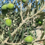 Didim’de üreticilere zeytin sineği uyarısı 5 Didim’de üreticilere zeytin sineği uyarısı