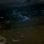 Dondurma kutusuna kafası sıkışan kirpiyi itfaiye kurtardı 1 Dondurma kutusuna kafası sıkışan kirpiyi itfaiye kurtardı