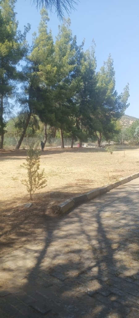 Dünyaca ünlü antik kentte kuru otlar temizlendi 3 dunyaca unlu antik kentte kuru otlar temizlendi 758984301d81