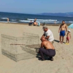 EKODOSD’tan Caretta Caretta uyarısı 1 EKODOSD’tan Caretta Caretta uyarısı