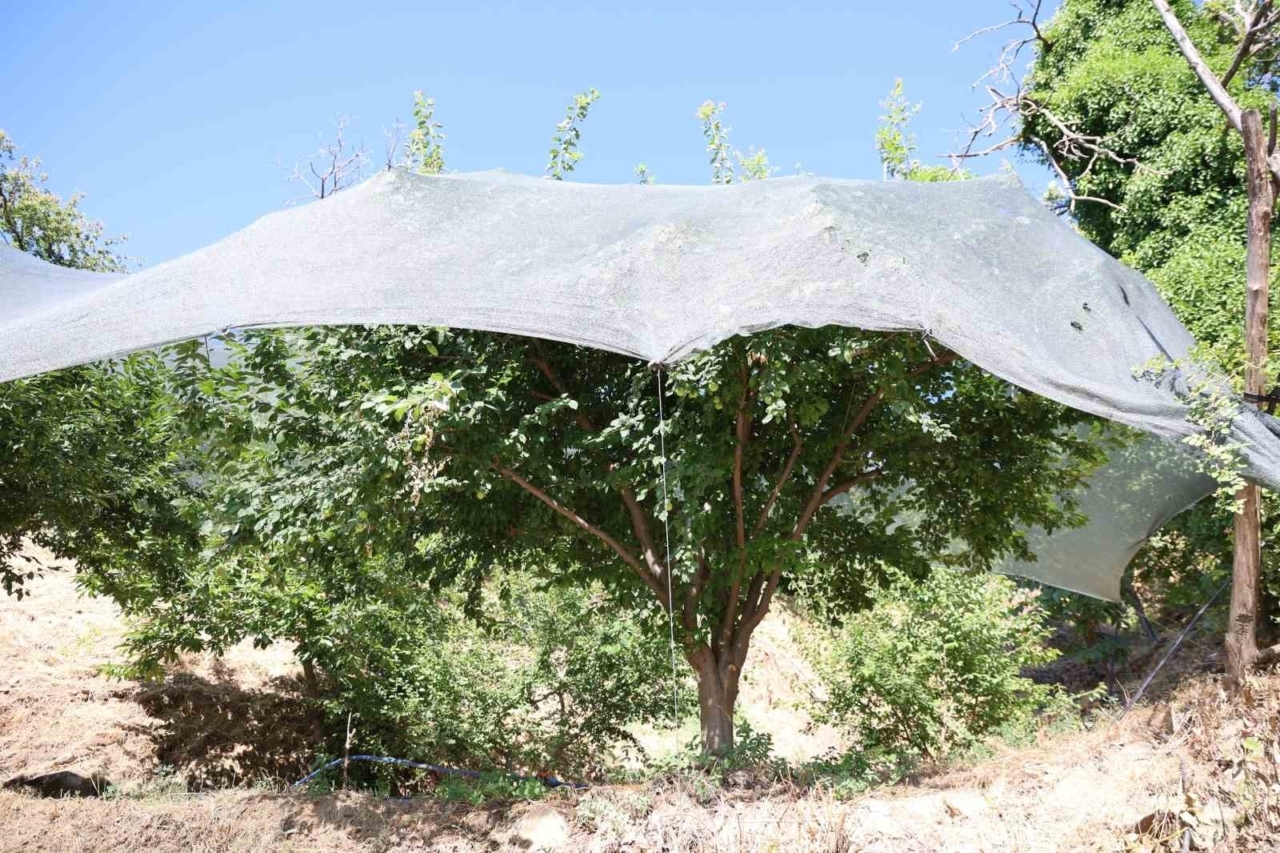 Geçen yıl toplanmayan meyveler bu yıl kıt olunca koruma altına alındı