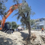 Kuşadası Belediyesi zeytin ağaçlarını yaşatıyor 2 Kuşadası Belediyesi zeytin ağaçlarını yaşatıyor