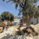 Kuşadası Belediyesi zeytin ağaçlarını yaşatıyor 1 Kuşadası Belediyesi zeytin ağaçlarını yaşatıyor