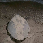 Kuşadası’nda caretta caretta yumurtaları zarar görmemesi için taşındı 7 Kuşadası’nda caretta caretta yumurtaları zarar görmemesi için taşındı