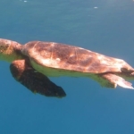 Kuşadası’nda ilk caretta caretta yuvası belirlendi 3 Kuşadası’nda ilk caretta caretta yuvası belirlendi
