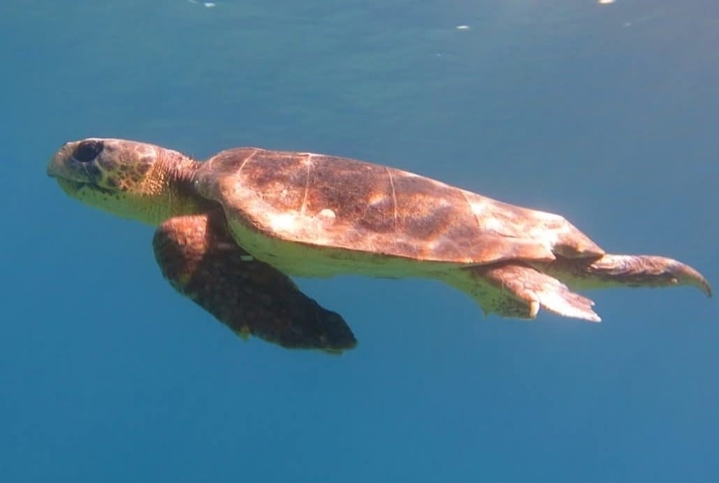 Kuşadası’nda ilk caretta caretta yuvası belirlendi