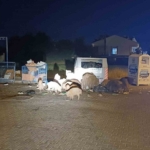 Marmaris Belediyesi’nin duyarsızlığı şehri domuz çiftliğine çevirdi 2 Marmaris Belediyesi’nin duyarsızlığı şehri domuz çiftliğine çevirdi