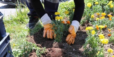 Söke Belediyesi ilçeyi çiçeklerle donatıyor