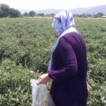 Söke’de hasat öncesi pestisit kontrolü yapıldı 2 Söke’de hasat öncesi pestisit kontrolü yapıldı