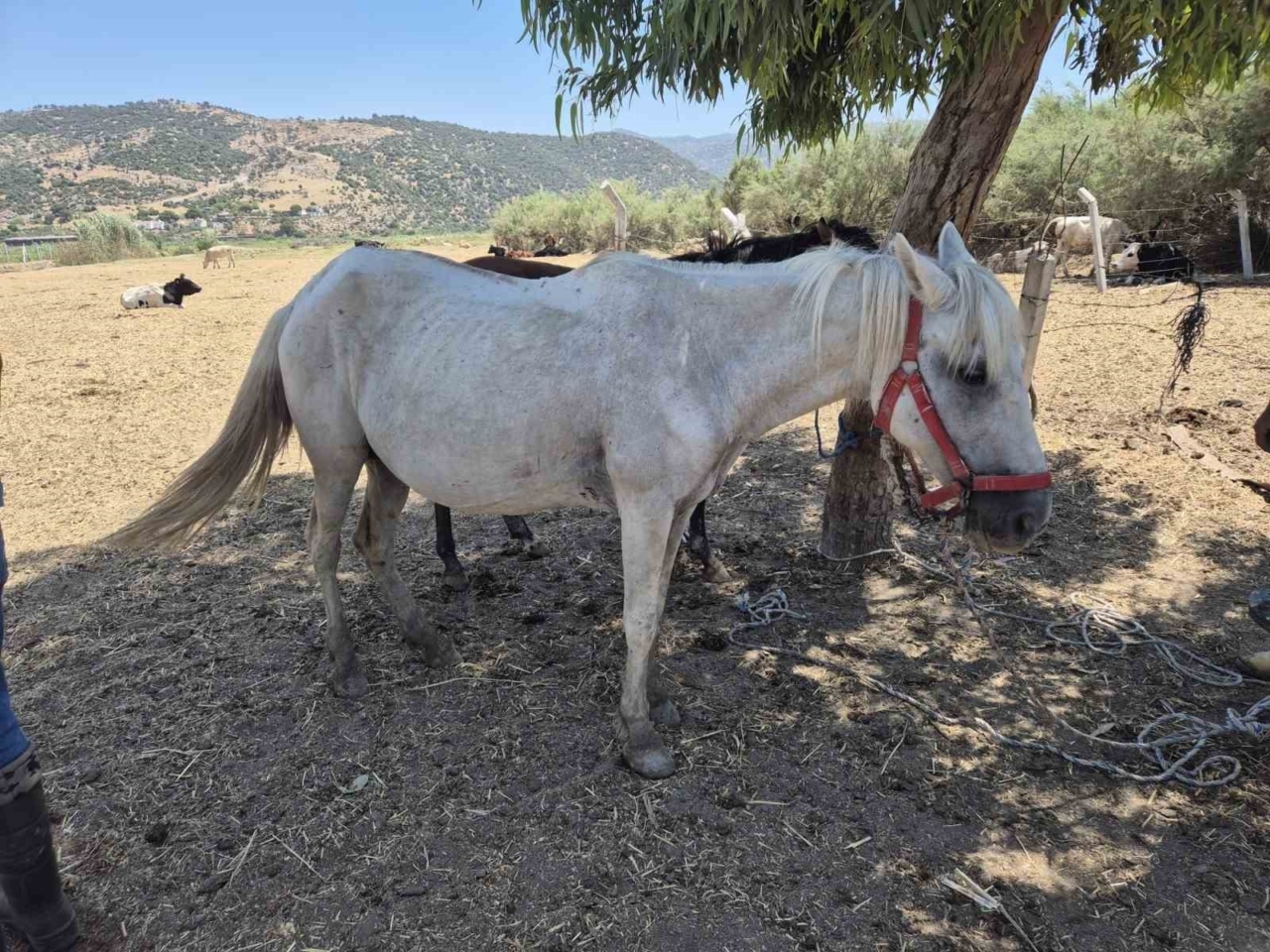 Söke’de tek tırnaklı hayvanlara ruam taraması yapıldı