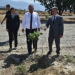 Vali Canbolat incir hasadına katıldı 8 Vali Canbolat incir hasadına katıldı