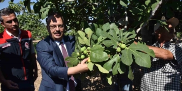 Vali Canbolat incir hasadına katıldı