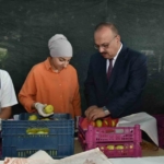 Vali Canbolat incir hasadına katıldı 10 Vali Canbolat incir hasadına katıldı