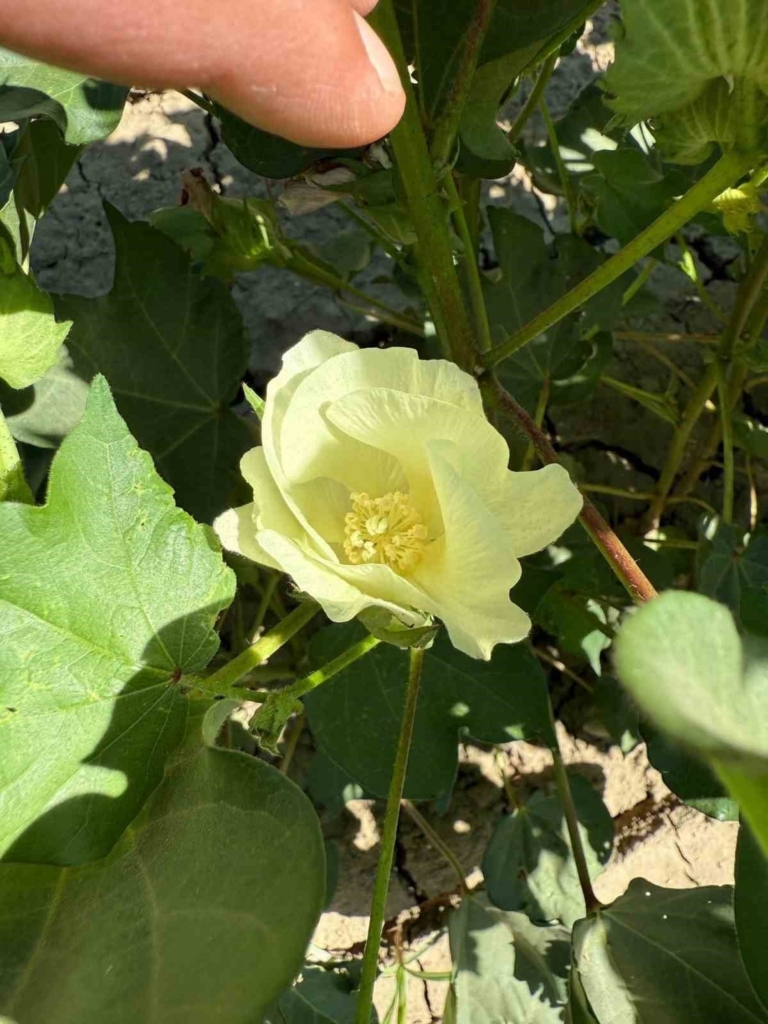 yenipazarda pamuk gelisimleri kontrol edildi dd81b9191b3b