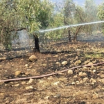 Zeytinlikte çıkan yangın hızlı müdahale ile söndürüldü 1 Zeytinlikte çıkan yangın hızlı müdahale ile söndürüldü