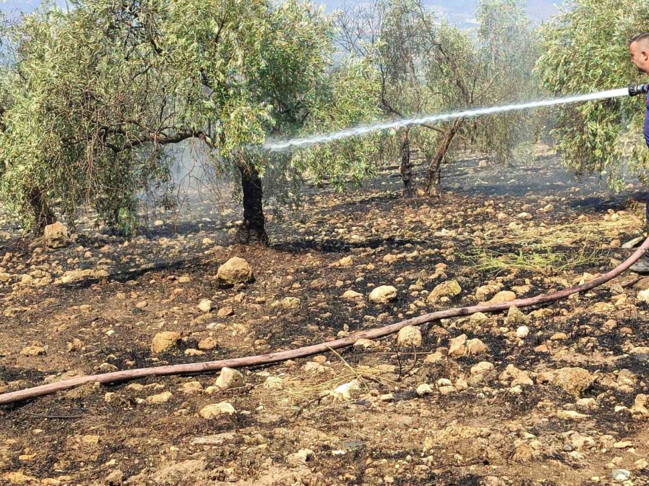 Zeytinlikte çıkan yangın hızlı müdahale ile söndürüldü