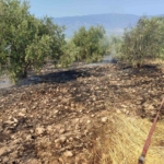 Zeytinlikte çıkan yangın hızlı müdahale ile söndürüldü 3 Zeytinlikte çıkan yangın hızlı müdahale ile söndürüldü