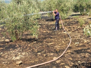 Zeytinlikte çıkan yangın hızlı müdahale ile söndürüldü