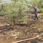 Zeytinlikte çıkan yangın hızlı müdahale ile söndürüldü 2 Zeytinlikte çıkan yangın hızlı müdahale ile söndürüldü