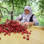 Zirai don kirazı vurdu, geçen yıla göre 61 bin ton ihracat kaybı yaşandı 1 Zirai don kirazı vurdu, geçen yıla göre 61 bin ton ihracat kaybı yaşandı