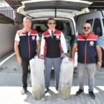 Aydın’da 153 bin sazan yavrusu doğayla buluştu 2 Aydın’da 153 bin sazan yavrusu doğayla buluştu