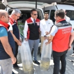 Aydın’da 153 bin sazan yavrusu doğayla buluştu 3 Aydın’da 153 bin sazan yavrusu doğayla buluştu