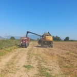 Aydın’da ayçiçeği hasadı başladı 3 Aydın’da ayçiçeği hasadı başladı