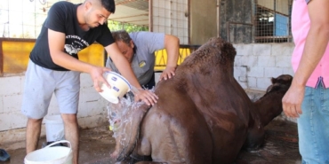Aydın’da çöl sıcaklarından olumsuz etkilenen develer yıkamaya alındı 42 Aydın’da çöl sıcaklarından olumsuz etkilenen develer yıkamaya alındı