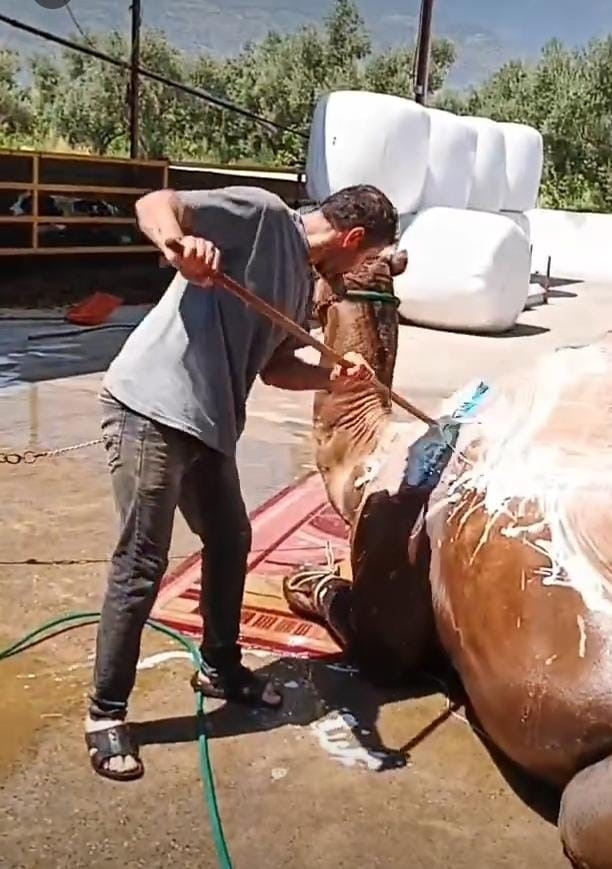Aydın’da çöl sıcaklarından olumsuz etkilenen develer yıkamaya alındı 2 aydinda col sicaklarindan olumsuz etkilenen develer yikamaya alindi fde45bbdcc1a