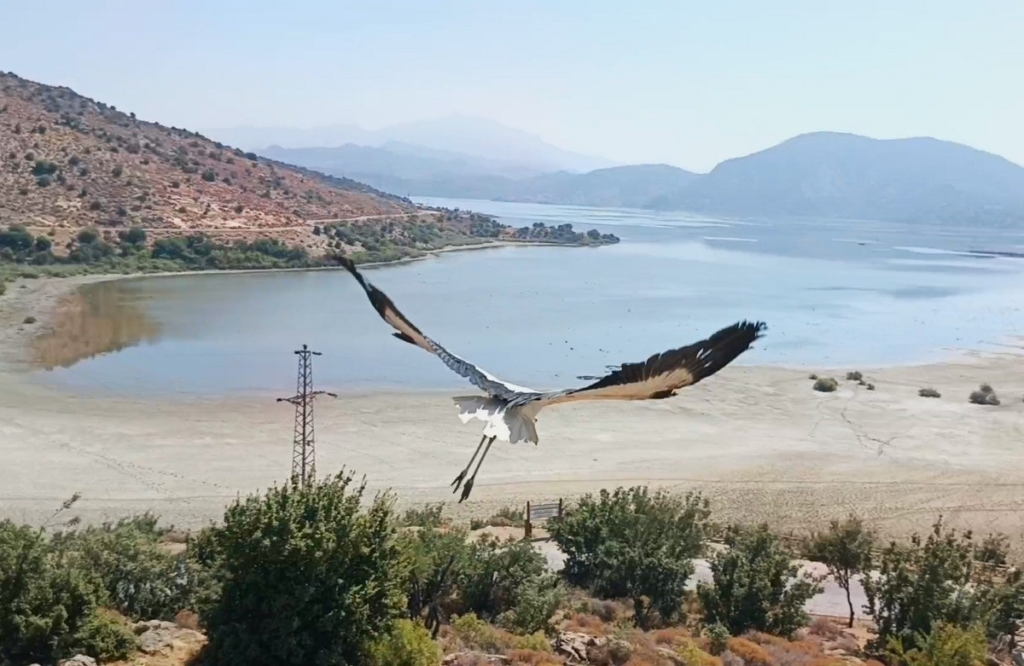 Aydın’da kurtarılan leylek ve flamingo doğaya salındı 6 aydinda kurtarilan leylek ve flamingo dogaya salindi 86a540d27726