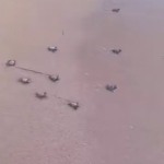 Didim’de 47 yavru caretta caretta denize ulaştı 6 Didim’de 47 yavru caretta caretta denize ulaştı