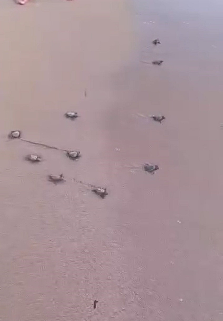 Didim’de 47 yavru caretta caretta denize ulaştı 3 didimde 47 yavru caretta caretta denize ulasti 27300c219dba