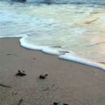 Didim’de 47 yavru caretta caretta denize ulaştı 5 Didim’de 47 yavru caretta caretta denize ulaştı