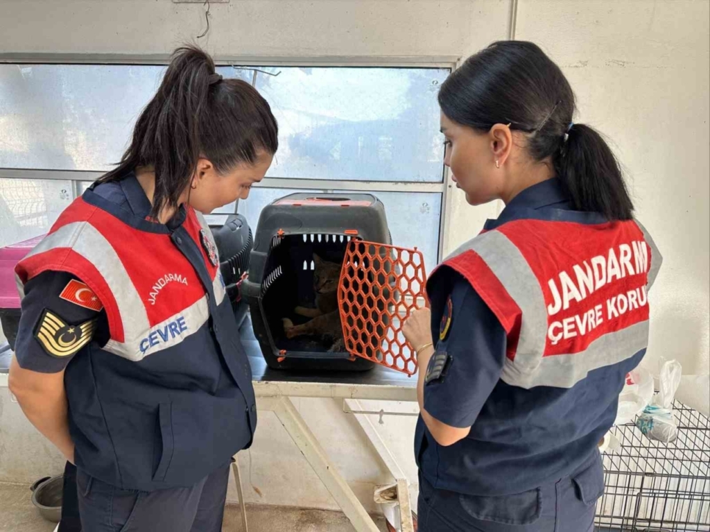 Didim’de yaralı halde bulunan dağ kedisi tedavi altına alındı 5 Didim'de koruma altına alınan saz kedisi