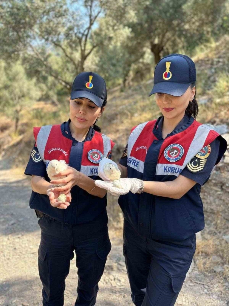 Aydın'da doğa koruma faaliyetinde 25 bıldırcın ve 21 keklik ele geçirildi 1 doga koruma faaliyetinde 25 bildircin ve 21 keklik ele gecirildi 78af9eb8b94a