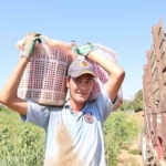 Domates işçileri çöl sıcaklarında saati 250 TL’ye ter döküyor 9 Domates işçileri çöl sıcaklarında saati 250 TL’ye ter döküyor