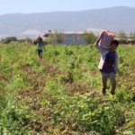 Domates işçileri çöl sıcaklarında saati 250 TL’ye ter döküyor 5 Domates işçileri çöl sıcaklarında saati 250 TL’ye ter döküyor