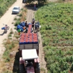 Domates işçileri çöl sıcaklarında saati 250 TL’ye ter döküyor 8 Domates işçileri çöl sıcaklarında saati 250 TL’ye ter döküyor