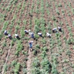 Domates işçileri çöl sıcaklarında saati 250 TL’ye ter döküyor 7 Domates işçileri çöl sıcaklarında saati 250 TL’ye ter döküyor