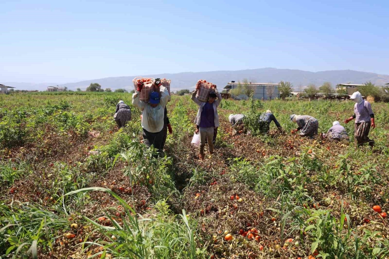 Domates işçileri çöl sıcaklarında saati 250 TL’ye ter döküyor
