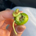 İlçe tarımdan zeytin sineğine karşı ilaçlama çağrısı 1 İlçe tarımdan zeytin sineğine karşı ilaçlama çağrısı