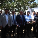 İncirliova’da protokol üyeleri incir hasadına katıldı