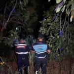 Koçarlı ve Sultanhisar'da jandarmadan ‘incir hırsızı’ nöbeti 1 Jandarmadan ‘incir hırsızı’ nöbeti