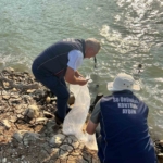 Kemer Barajı’na 600 bin adet sazan yavrusu bırakıldı 1 Kemer Barajı’na 600 bin adet sazan yavrusu bırakıldı